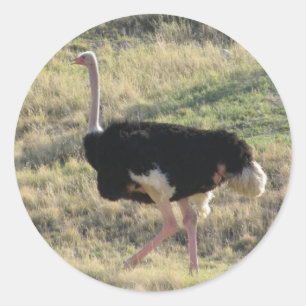 Pegatina Redonda Ostrich
