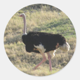 Pegatina Redonda Ostrich