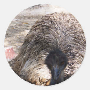 Pegatina Redonda Ostrich.jpg