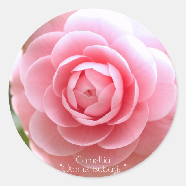 Pegatina Redonda Otome-tsubaki: Camellia [Round Seal] (Anverso)