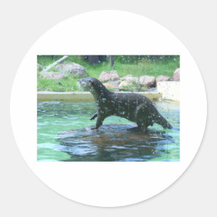 Pegatina Redonda Otter