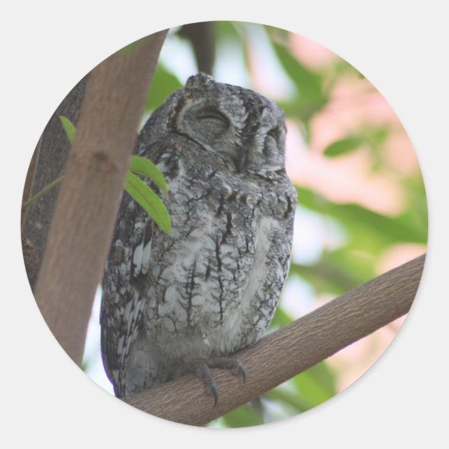 Pegatina Redonda Oveja africana durmiendo en un árbol (Anverso)