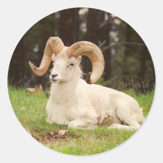 Pegatina Redonda Oveja Bighorn