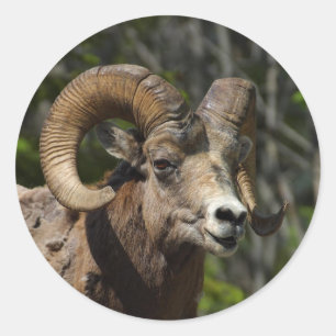 Pegatina Redonda Oveja Bighorn de Montaña Rocosa