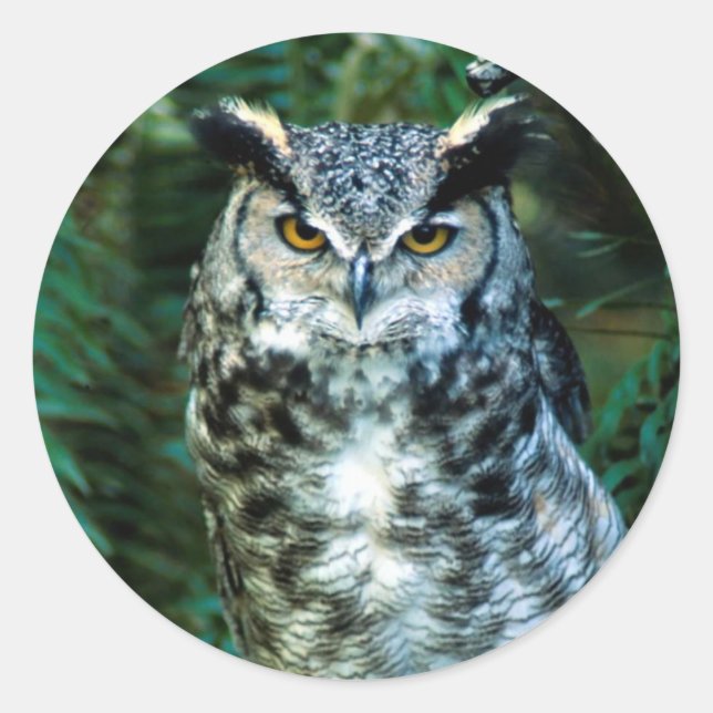 Pegatina Redonda Owl Bird Sticker (Anverso)