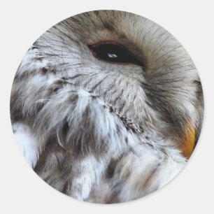 PEGATINA REDONDA OWLS