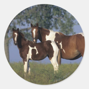 Pegatina Redonda Paint HMare & Foal