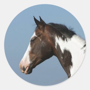Pegatina Redonda Paint Horse Headshot 1