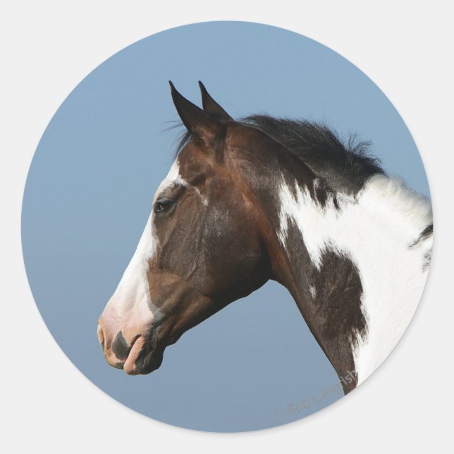 Pegatina Redonda Paint Horse Headshot 1 (Anverso)