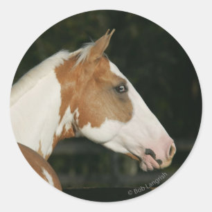 Pegatina Redonda Paint Horse Headshot 2