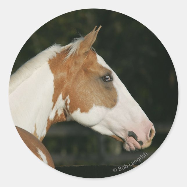 Pegatina Redonda Paint Horse Headshot 2 (Anverso)
