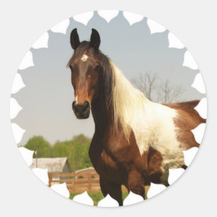 Pegatina Redonda Paint Horse Pegatinas