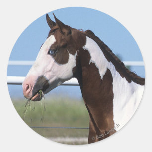 Pegatina Redonda Paint Horse Standing