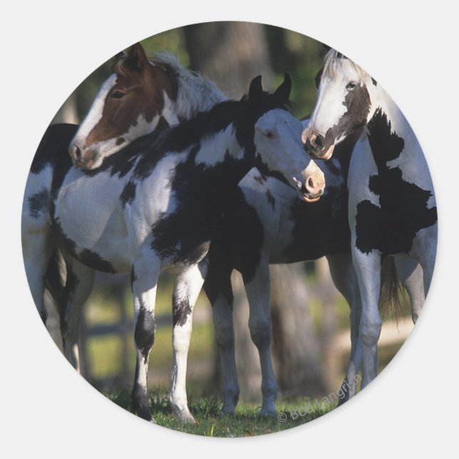 Pegatina Redonda Paint Horses (Anverso)