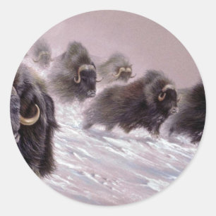 Pegatina Redonda Países del Norte, Musk Ox