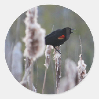 Pegatina Redonda Pajarita de alas rojas (Agelaius phoeniceus)