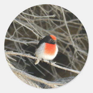 Pegatina Redonda Pajarito rojizo sentado en una ramita