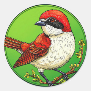 Pegatina Redonda Pájaro alcaudón dorsirrojo colorido