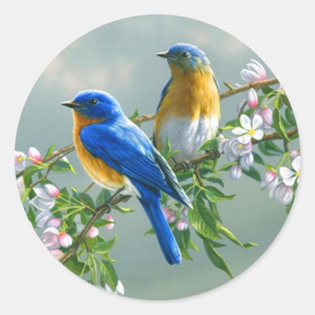 Pegatina Redonda Pájaro azul. Sialia sialis (Anverso)