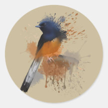 Pájaro de Shama blanco rumado