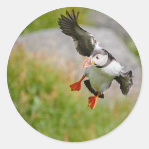 Pegatina Redonda Pájaro del frailecillo atlántico que vuela