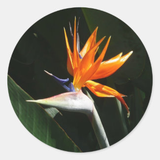 Pegatina Redonda Pájaro del Naranja del paraíso Flor tropical
