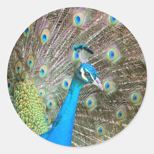 Pegatina Redonda Pájaro macho pavo real con plumas hinchadas - Vida (Anverso)