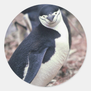 Pegatina Redonda Pájaro pingüino animal morado agua blanca negra