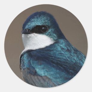 Pegatina Redonda Pájaro Tragado de Árbol guapo en un cable