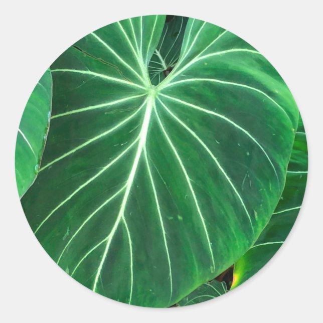 Pegatina Redonda Palm Leaf follaje de selva tropical (Anverso)