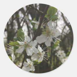 PEGATINA REDONDA PALO - PURIDAD DE LA ESPERANZA