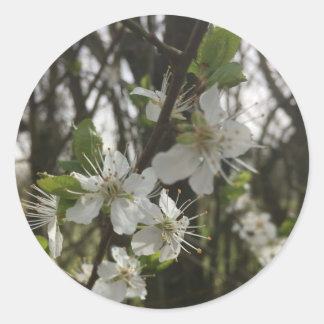 PEGATINA REDONDA PALO - PURIDAD DE LA ESPERANZA