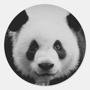 Pegatina Redonda Panda