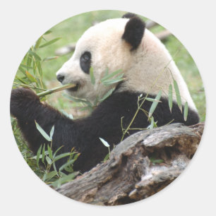 Pegatina Redonda Panda gigante