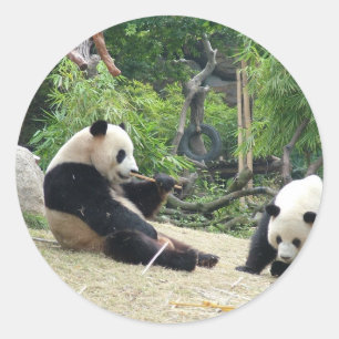 Pegatina Redonda Panda gigante en una fotografía de zoológico salva