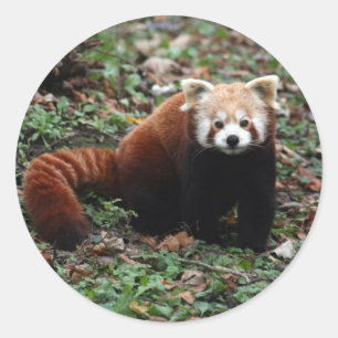 Pegatina Redonda Panda rojo