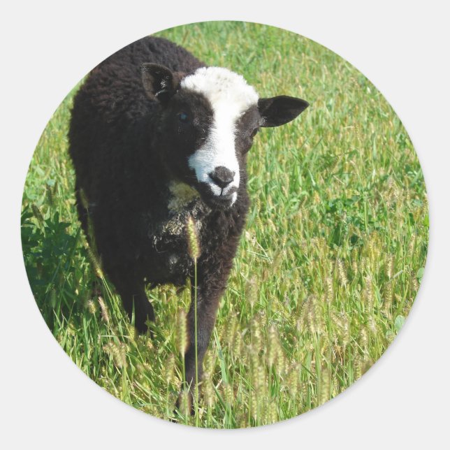 Pegatina Redonda Pandi (Anverso)