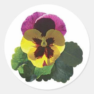 Pegatina Redonda Pansia morada y amarilla