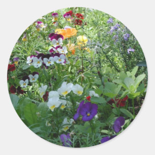 Pegatina Redonda Pansies