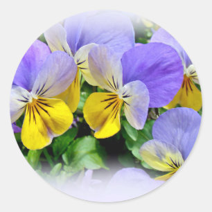 Pegatina Redonda Pansies - Amarillo morado