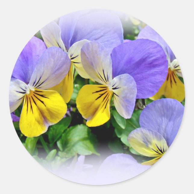 Pegatina Redonda Pansies - Amarillo morado (Anverso)
