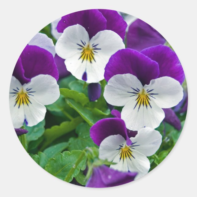 Pegatina Redonda Pansy Purple (Anverso)