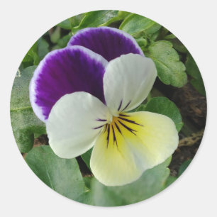 Pegatina Redonda Pañuelo morado