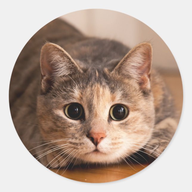 Pegatina Redonda Papel de gato lúdico de Pegatinas