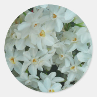 Pegatina Redonda Paperwhite Narcissus Delicate White Flowers