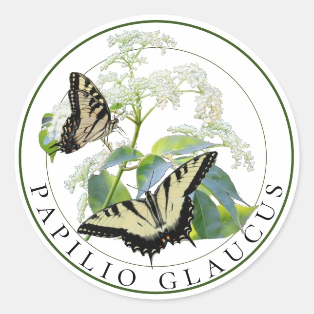 Pegatina Redonda Papilio glaucus en Elderberry (Anverso)