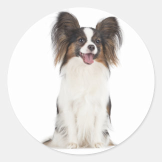 Pegatina Redonda Papillon Puppy Dog - Cachorros de amor