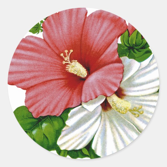 Pegatina Redonda Paquete de Semillas Vintage de Hibiscus (Anverso)