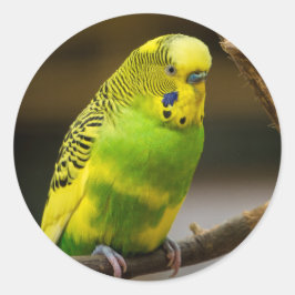 Pegatina Redonda Parakeet de Budgie en inglés personalizado