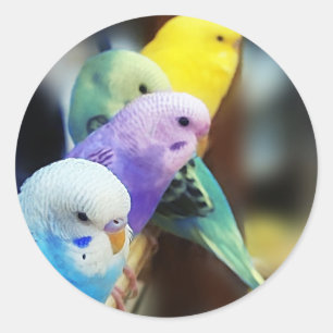 Pegatina Redonda Parakeets